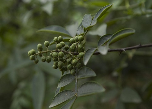 花椒树盆栽的种植方法及管理技术