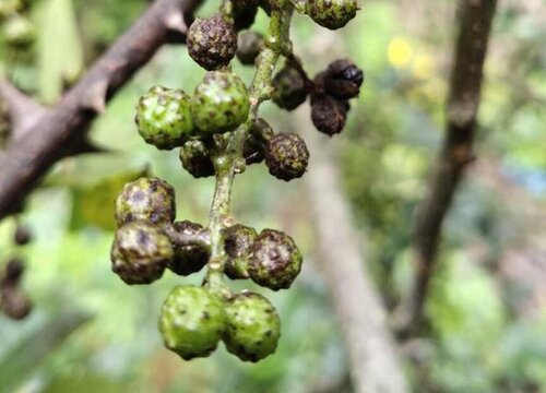 花椒树盆栽的种植方法及管理技术