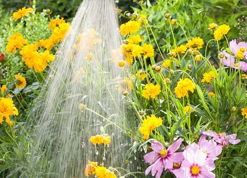 雨水浇花的正确方法 接雨水浇花有什么好处