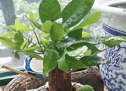 发财树能淋雨吗 下雨天发财树能拿出去淋雨吗