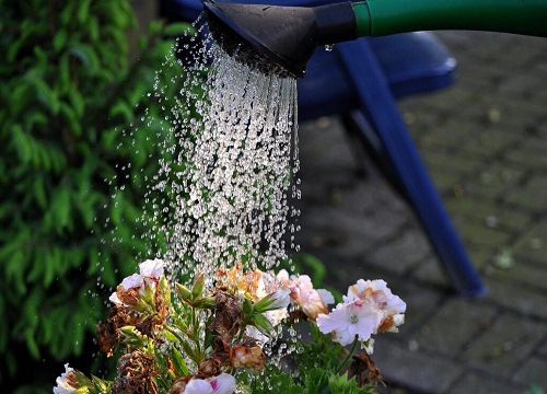 茶叶水浇花好不好 茶叶水发酵几天能浇花