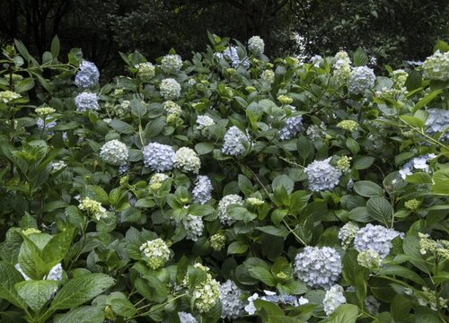 绣球花夏天可以换盆吗 换盆时间和方法（要点大全）