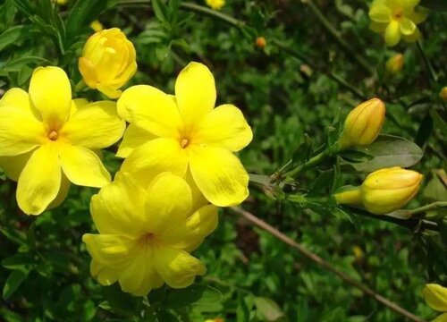 迎春花喜阳还是喜阴 属于喜欢阳光的植物