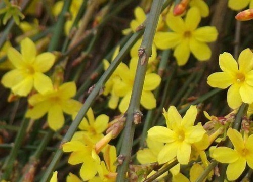 迎春花喜阳还是喜阴 属于喜欢阳光的植物