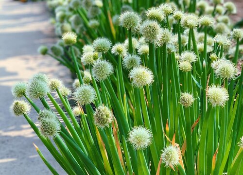 大葱开花后怎么处理 种的葱开花了怎么办