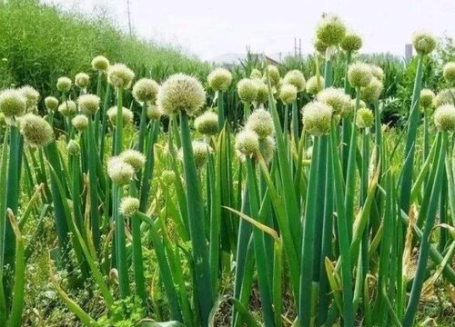 大葱开花后怎么处理 种的葱开花了怎么办