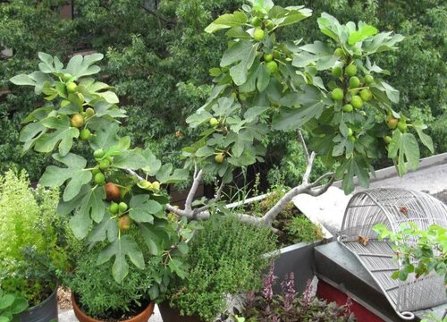 无花果喜阳还是喜阴 喜阳光还是喜欢阴凉植物