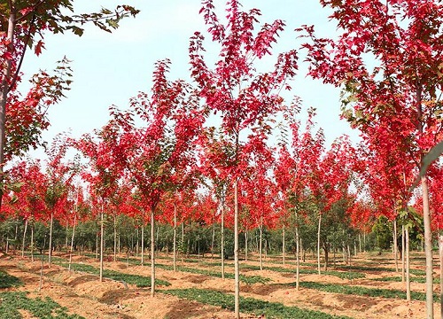 红枫喜阳还是喜阴 属于耐阴植物吗