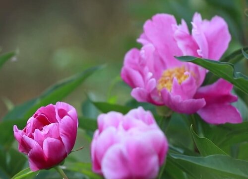 芍药喜阳还是喜阴 喜欢阳光还是阴凉环境