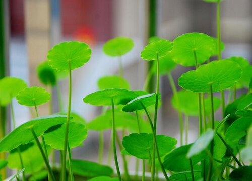 铜钱草喜阳还是喜阴 属于阴性植物还是阳性植物