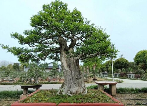 白蜡树秋天能移栽吗 什么时间种植成活率高