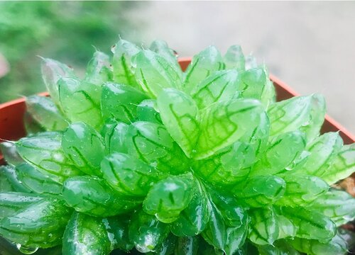 玉露夏天可以换盆吗 最佳换盆季节（注意事项）