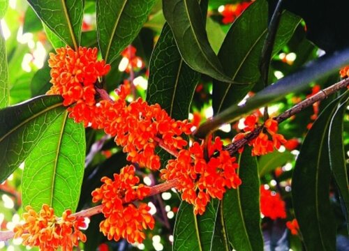 桂花夏天多久浇一次水 夏天浇水方法