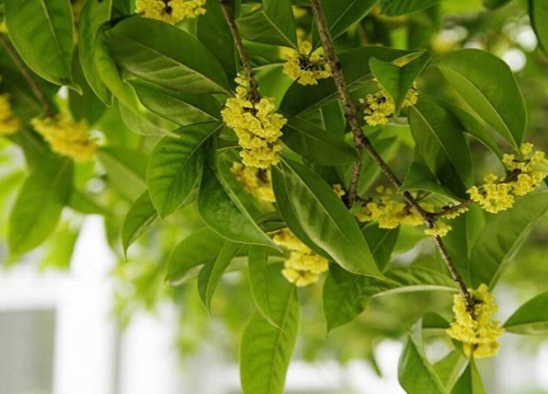 桂花多久浇一次水比较好 隔几天浇水好