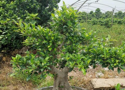 榕树多长时间浇一次水合适 浇水注意事项