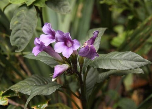 叉柱花好养吗 种植方法和注意事项