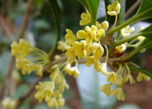 桂花盆栽好养吗 如何养殖好桂花盆栽