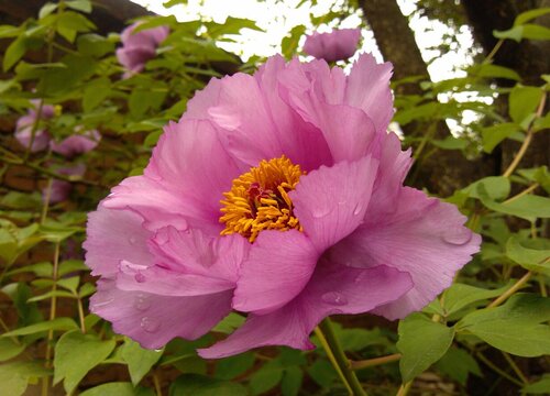 芙蓉花什么时候换盆最好 在几月份适合换盆